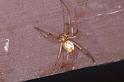 Latrodectus_hasselti_D3416_Z_84_E. of Nuendah homestead_Australie